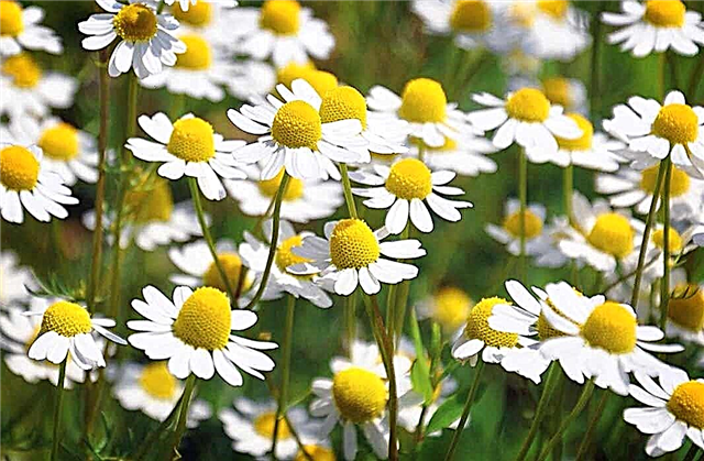 Beautiful photos of daisies: Field charm