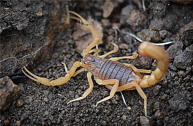 TOP 10 cele mai otrăvitoare scorpioni ale planetei (+ FOTOGRAFII)