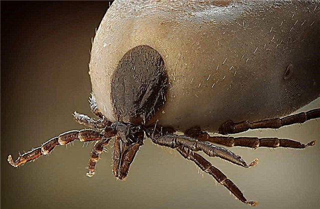 TOP 10 most dangerous ticks that will make you suffer