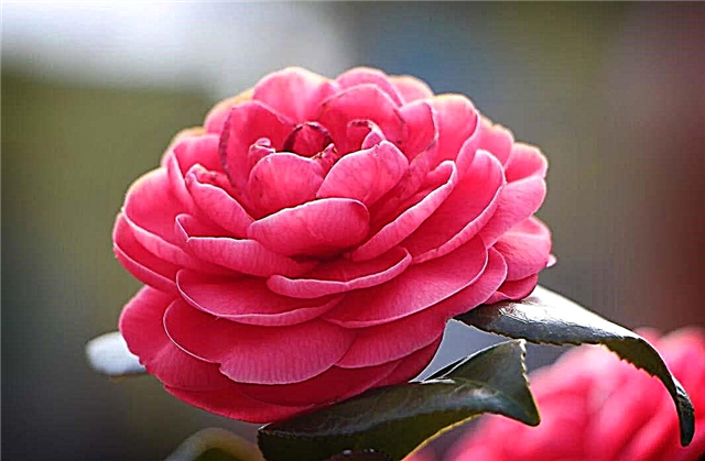 The most beautiful camellias in the world