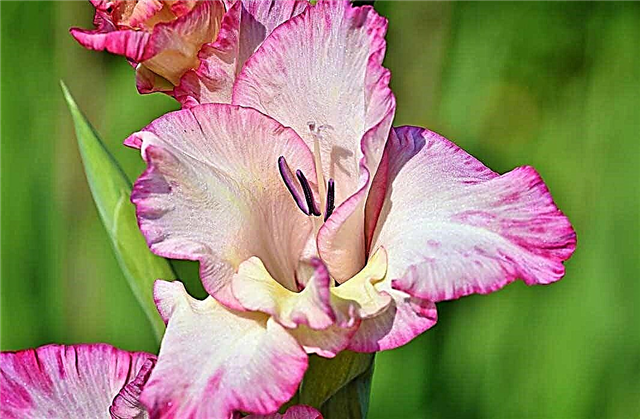 The most beautiful gladioli and their photos