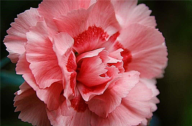 The most beautiful varieties of Carnations: description and PHOTO