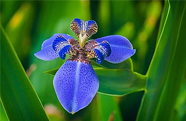Très belles Iris: photos, description, les meilleures variétés de fleurs