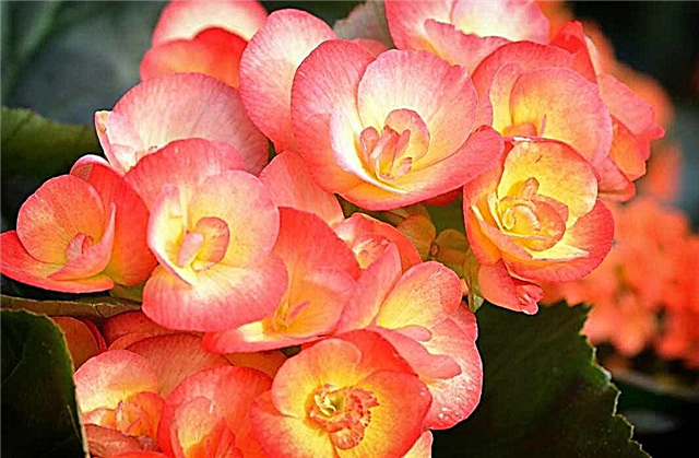 Hermosas fotos de hermosas begonias. Vistas populares + Fondo de pantalla