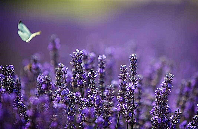 Schöner Lavendel: Schöne Fotos, Ansichten, Blumensträuße, Anwendung