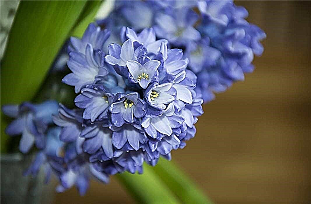 The most beautiful hyacinths in the world