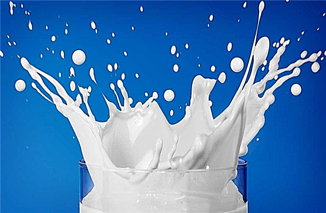 TOP 10 strange and little-known facts about milk
