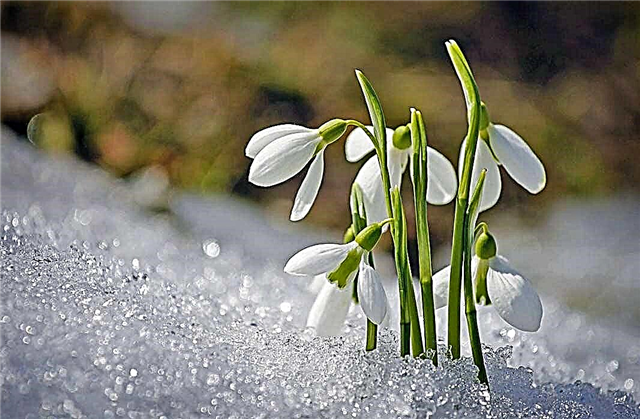 The most beautiful snowdrops in the world: species, PHOTO