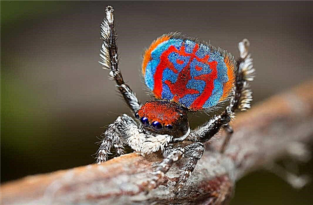 TOP 20 der schönsten Spinnen der Welt: Es ist nicht beängstigend!