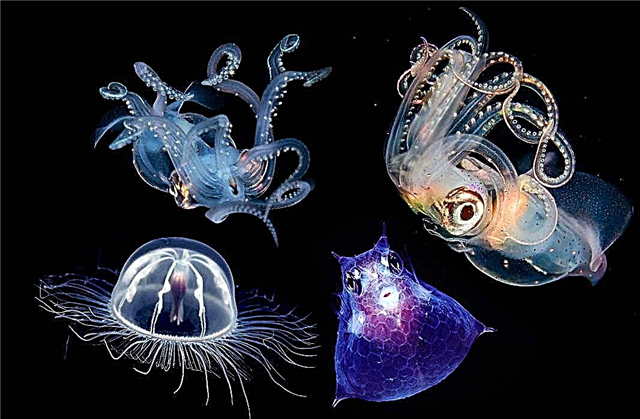 15 incredibly beautiful transparent animals, the existence of which is hard to believe
