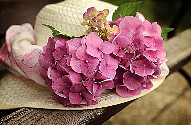 ไฮเดรนเยียที่สวยที่สุดในโลก: ประเภทช่อดอกไม้รูปภาพ