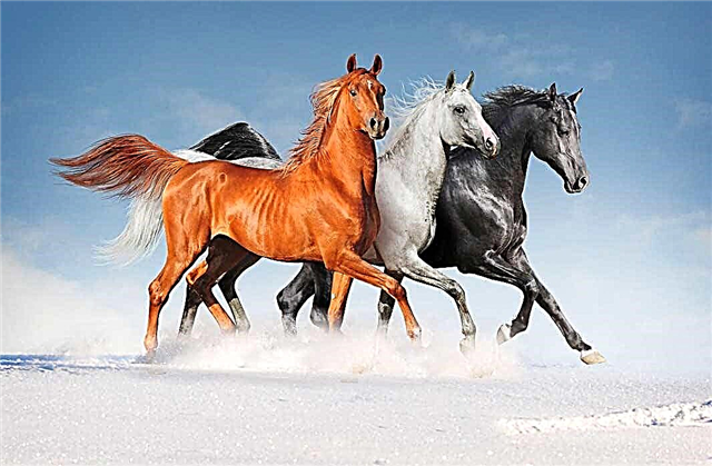 The most beautiful horses in the world