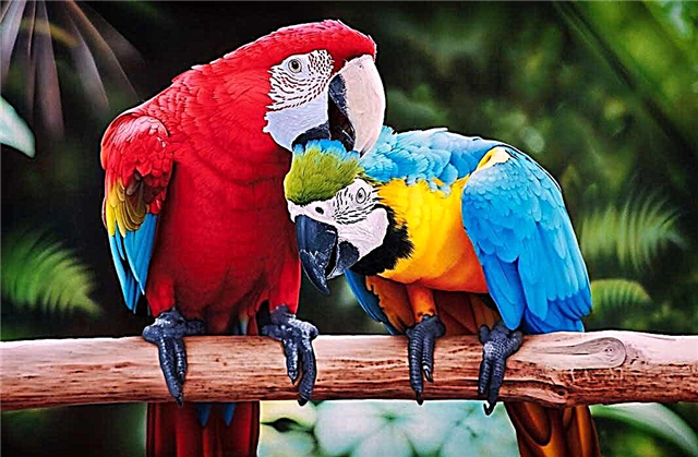 De mooiste vogels ter wereld