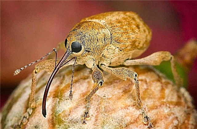 The most beautiful weevils in the world