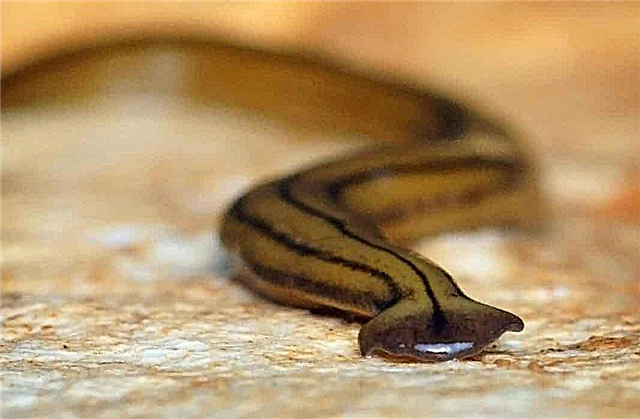 Die schönsten und ungewöhnlichsten Würmer der Erde
