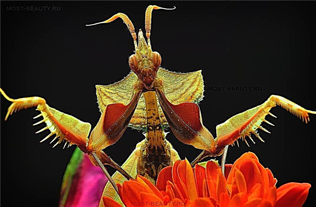 Fotos increíblemente hermosas de diferentes mantis