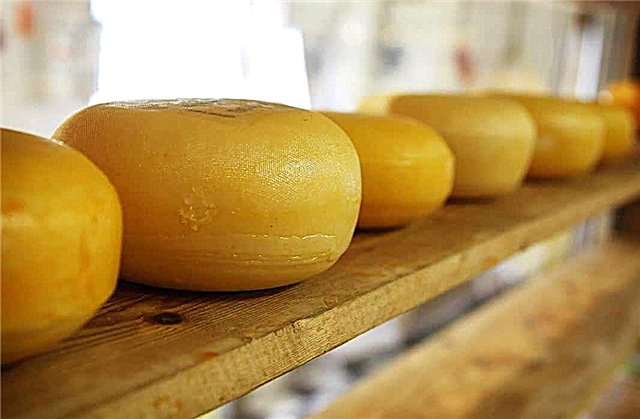 The best varieties of Dutch cheeses