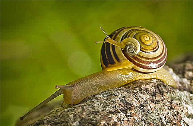 Les plus beaux escargots du monde: de superbes photos macro d'escargots