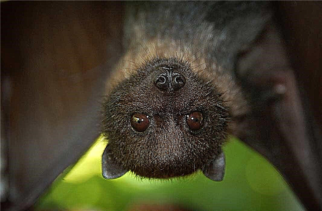 Los murciélagos más bellos del mundo.