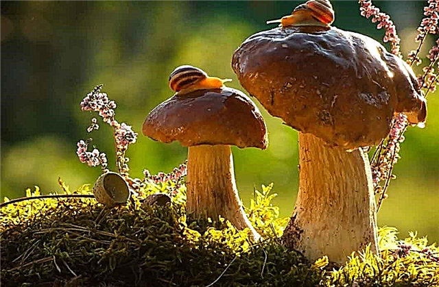De mest fantastiska fakta om svamp: antika, ihärdiga, farliga, hallucinogena