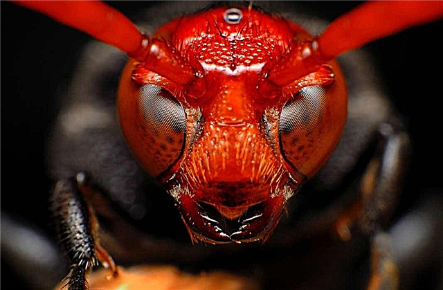 Les insectes les plus venimeux et dangereux d'Australie
