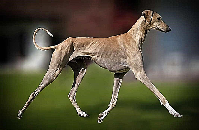 TOP-20 das raças de cães mais raras do mundo (+ FOTO)