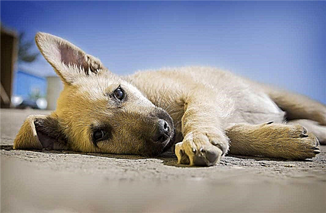 TOP 13 der stärksten Hunderassen der Welt (+ FOTO)