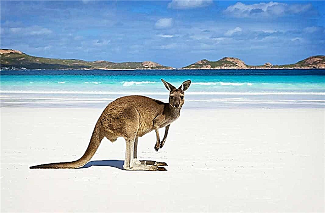 Animaux étonnants d'Australie, vivant uniquement sur le continent vert