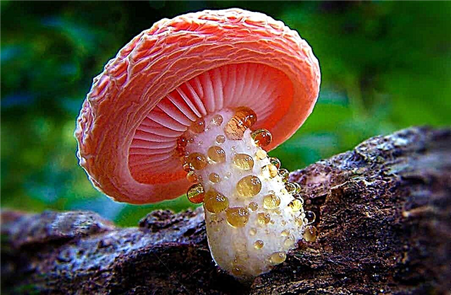 Najljepše gljive: Fotografije, činjenice, opis