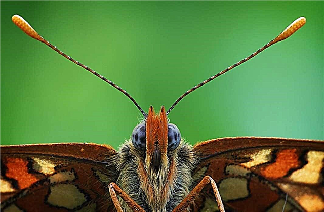Die schönsten Schmetterlinge der Welt