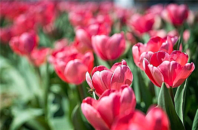 Les plus belles tulipes du monde: variétés et nombreuses PHOTOS