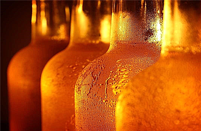 TOP 10 najbolj fascinantnih dejstev o pivu, o katerih niste vedeli