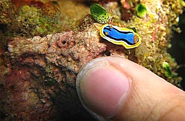 TOP 10 unusually small but charming aquatic creatures