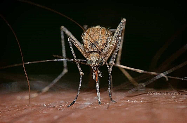 Las fotos más hermosas de mosquitos.