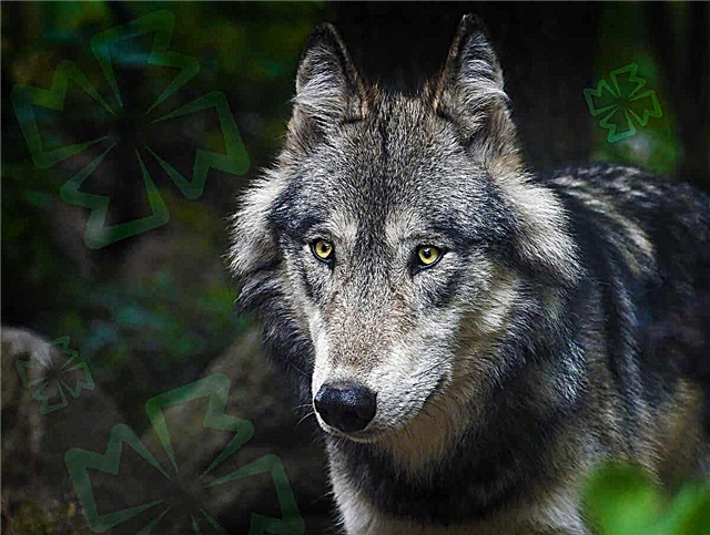 The most beautiful wolves on the planet