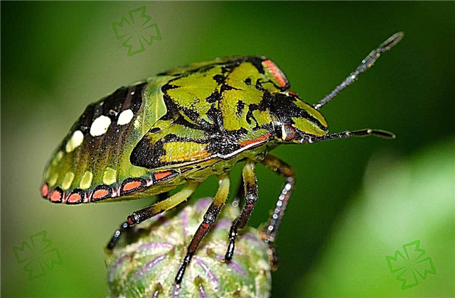 Bedbugs can also be beautiful: Beautiful photos of bedbugs