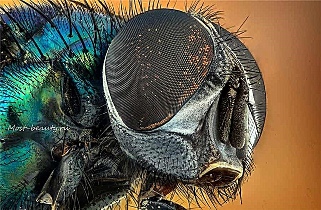 Najlepše muhe na svetu: opis in fotografija
