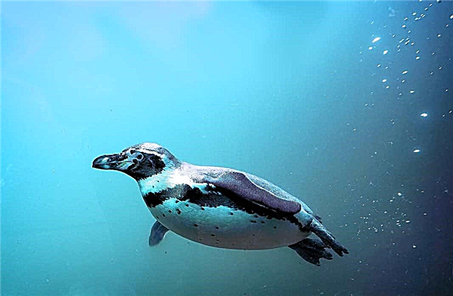 Penguin yang paling indah: deskripsi dan foto