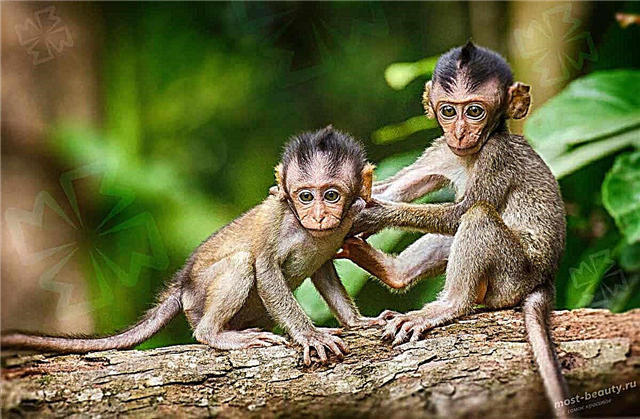 Krásne fotografie najkrajších druhov opíc