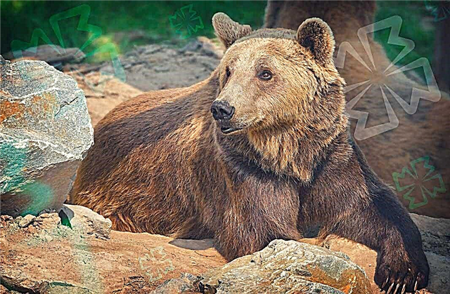 Los osos más bellos del mundo.