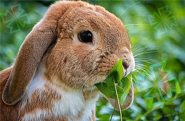 De vakreste kaninene i verden