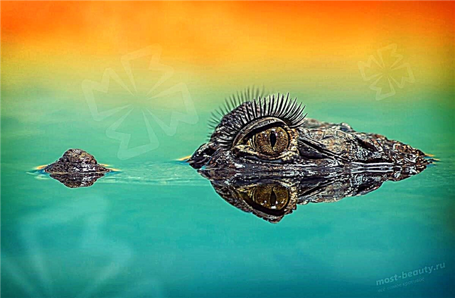 Die ungewöhnlichste und schönste Krokodilart