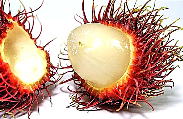 TOP 12 most unusual fruits in the world