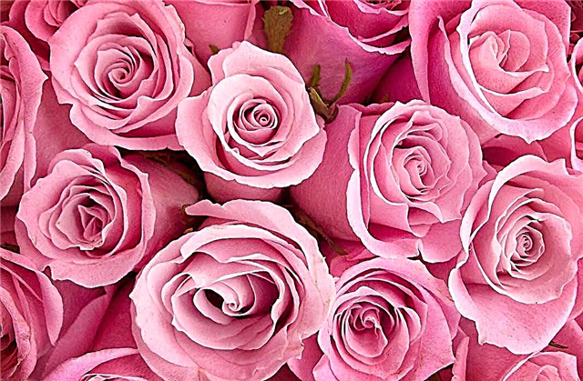 De vakreste rosene i verden