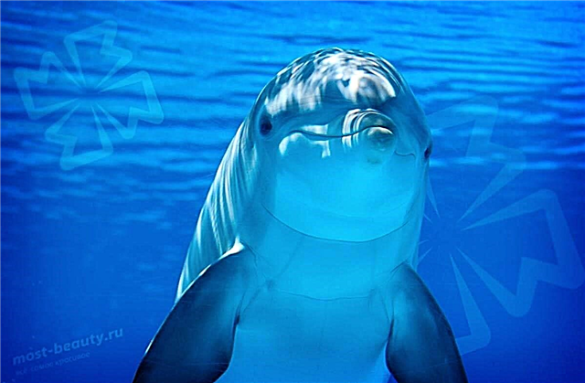 המין היפה ביותר של הדולפינים