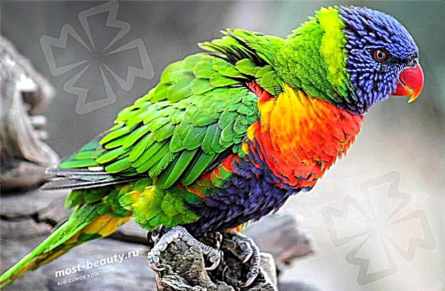 The most beautiful parrots on Earth