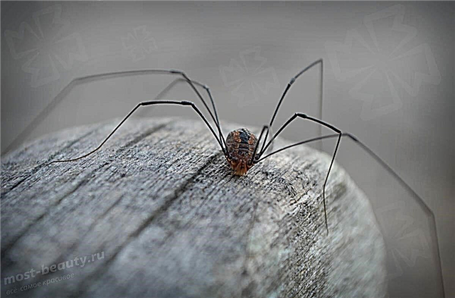 Everything you wanted to know about hayfire spiders, but were afraid to ask