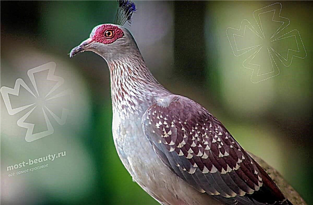 Les plus beaux pigeons du monde