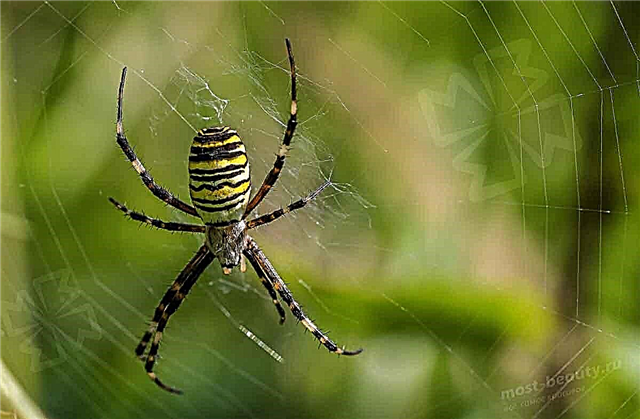 Liste der giftigsten Spinnen auf unserem Planeten