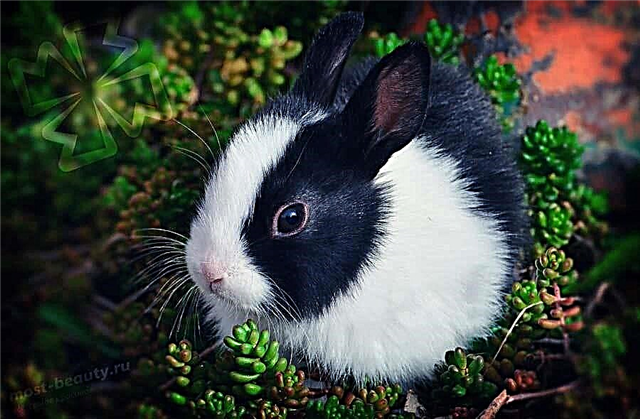 Najkrajšie druhy zajacov: veľa fotografií